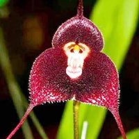 Monkey Face Orchid Dracula simia Flower Seeds for Planting in Indoor Garden