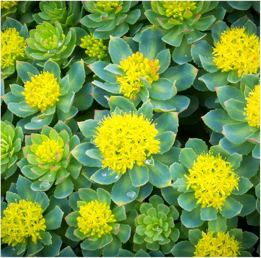 Rhodiola Rosea Flower seeds for Planting Easy to Grow Heirloom & GMO Free Seeds for Home Garden