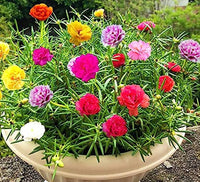 Portulaca Flower seeds for Planting Bright Blooms Heirloom & GMO Free Seeds for Home Garden 
 
 Sale
