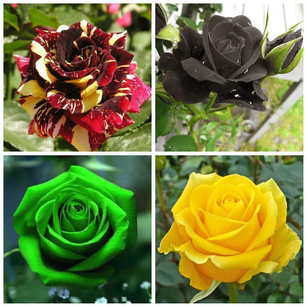 Mixed Colour Home Garden Rose Flower Seeds for Planting Fragrant Blossoms Heirloom & GMO Free Seeds for Home Garden
 
 Sale