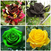 Mixed Colour Home Garden Rose Flower Seeds for Planting Fragrant Blossoms Heirloom & GMO Free Seeds for Home Garden
 
 Sale