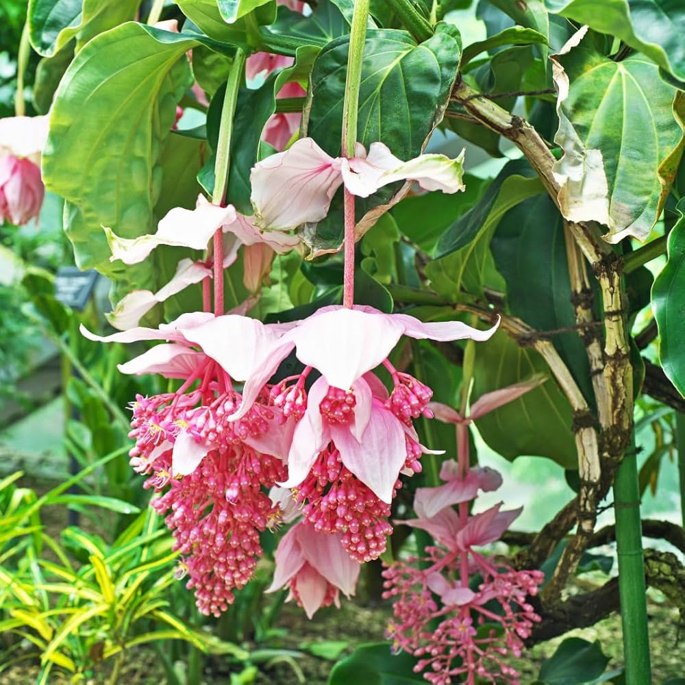 Medinilla Magnifica Seeds for Exotic Flower Planting