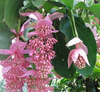 Medinilla Flower seeds for Planting - Low Maintenance, Heirloom & GMO Free Seeds for Home Garden