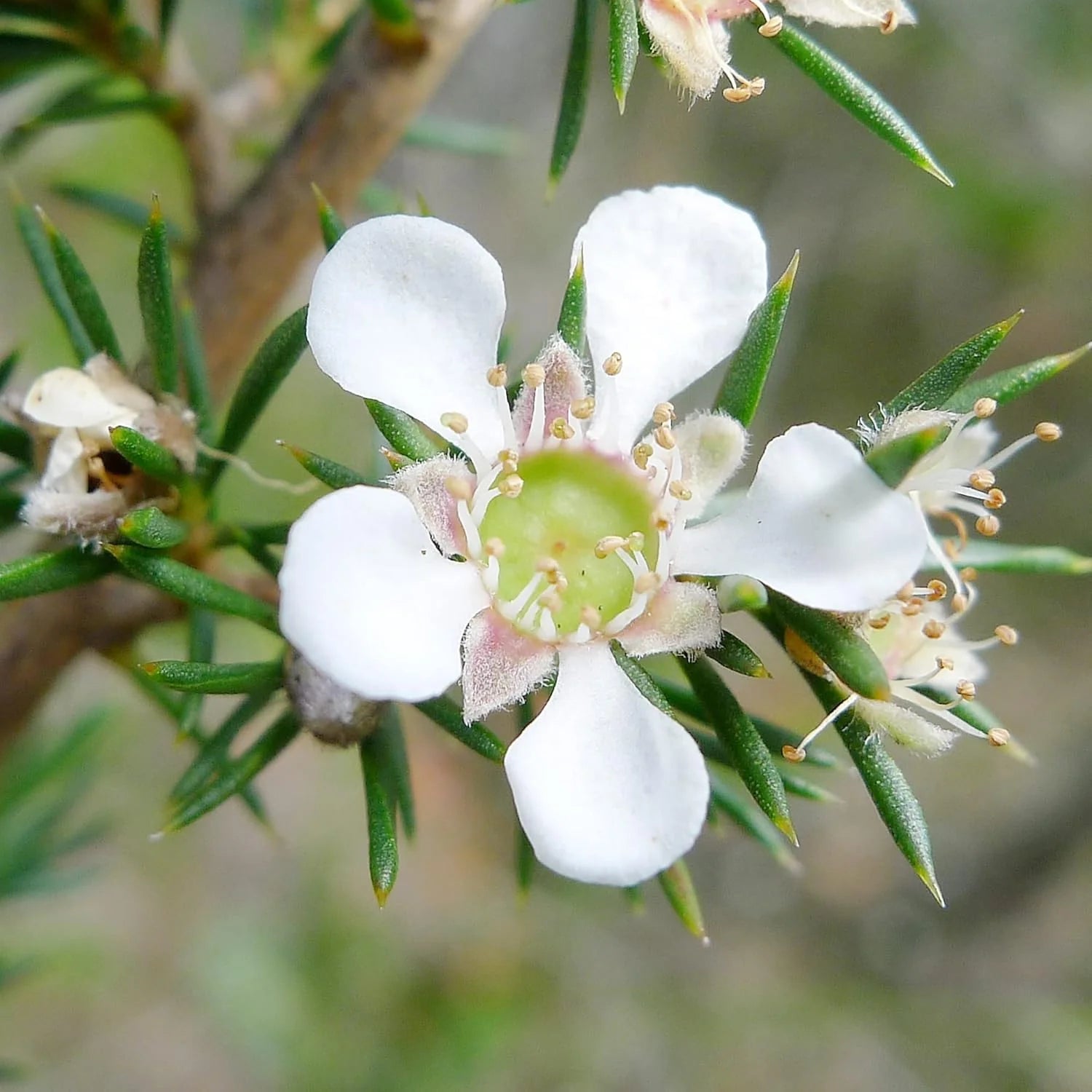 Manuka Flower seeds for Planting - Seasonal Bloomer, Heirloom & GMO Free Seeds for Home Garden