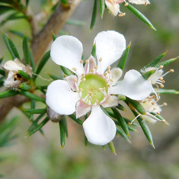 Manuka Flower seeds for Planting - Seasonal Bloomer, Heirloom & GMO Free Seeds for Home Garden