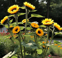 Yellow Hybrid SunFlower seeds for Planting Drought Tolerant Heirloom & GMO Free Seeds for Home Garden 
 
 Sale