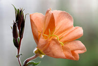 Orange Evening Primrose Flower seeds for Planting - Colorful Display, Heirloom & GMO Free Seeds for Home Garden