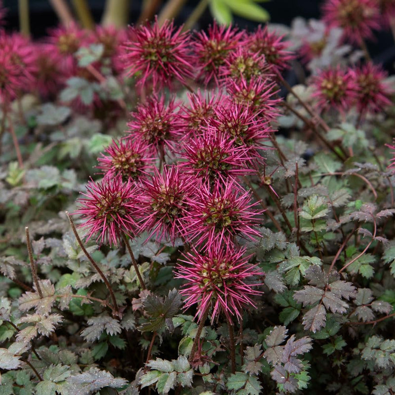 Heirloom Acaena Microphylla Flower seeds for Planting Garden Favorite Heirloom & GMO Free Seeds for Home Garden