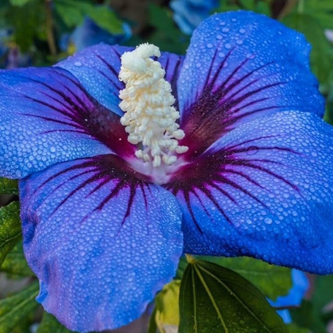 Deep Blue Hibiscus Flower Seeds for Planting Premium Quality Heirloom & GMO Free Seeds for Home Garden
 
 Sale