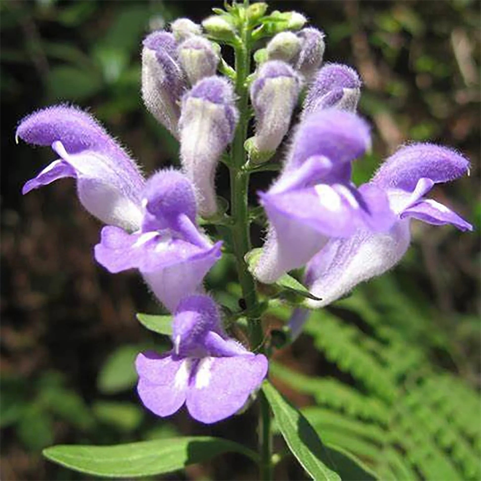 Violet Coronilla Flower seeds for Planting Fragrant Blossoms Heirloom & GMO Free Seeds for Home Garden
 
 Sale