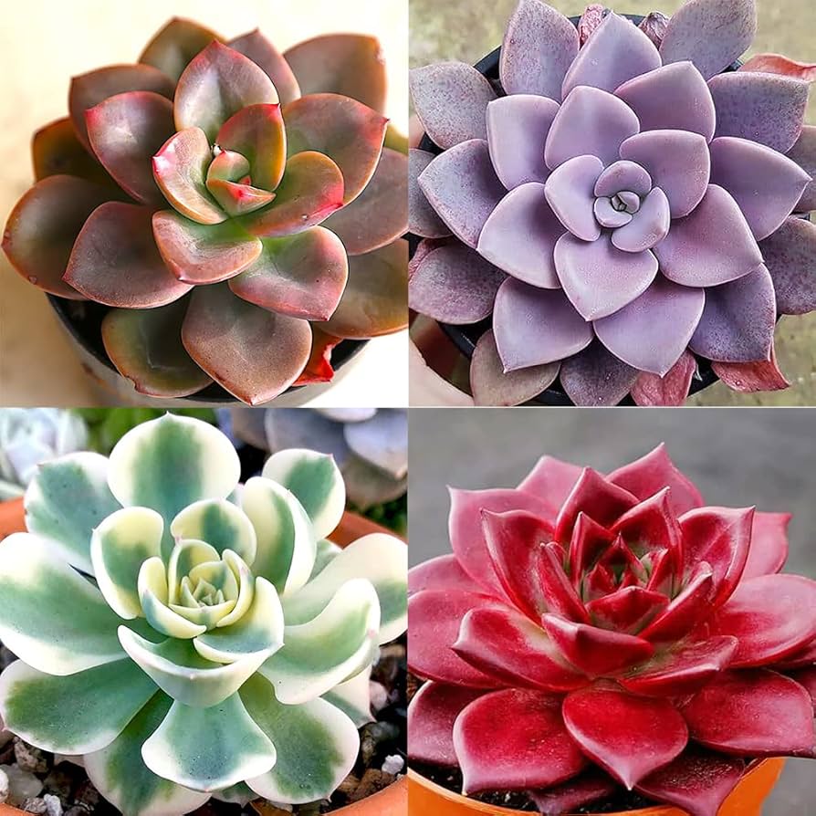 Mixed Echeveria Succulent Flower seeds for Planting Shade Tolerant Heirloom & GMO Free Seeds for Home Garden 
 
 Sale
