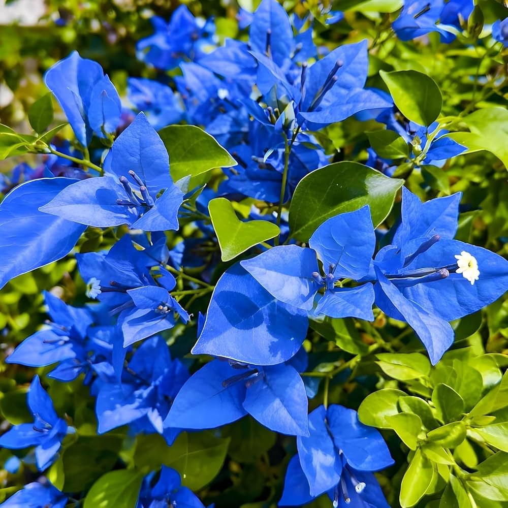 Blue Bougainvillea Flower seeds for Planting - Sun Loving, Heirloom & GMO Free Seeds for Home Garden
