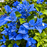 Blue Bougainvillea Flower seeds for Planting - Sun Loving, Heirloom & GMO Free Seeds for Home Garden