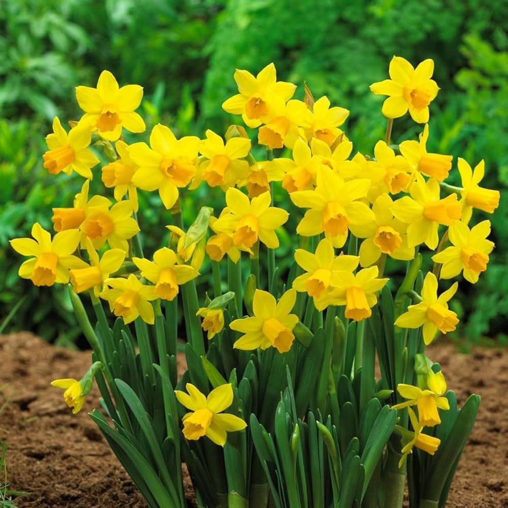 Univalve Daffodil Flower Seeds for Stunning Yellow Blooms