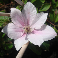 Baby Pink Clematis Flower seeds for Planting Container Friendly Heirloom & GMO Free Seeds For Home Garden 
 
 Sale