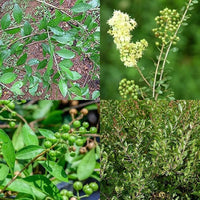 Lawsonia Inermis Flower seeds for Planting Wildflower Mix Heirloom & GMO Free Seeds for Home Garden