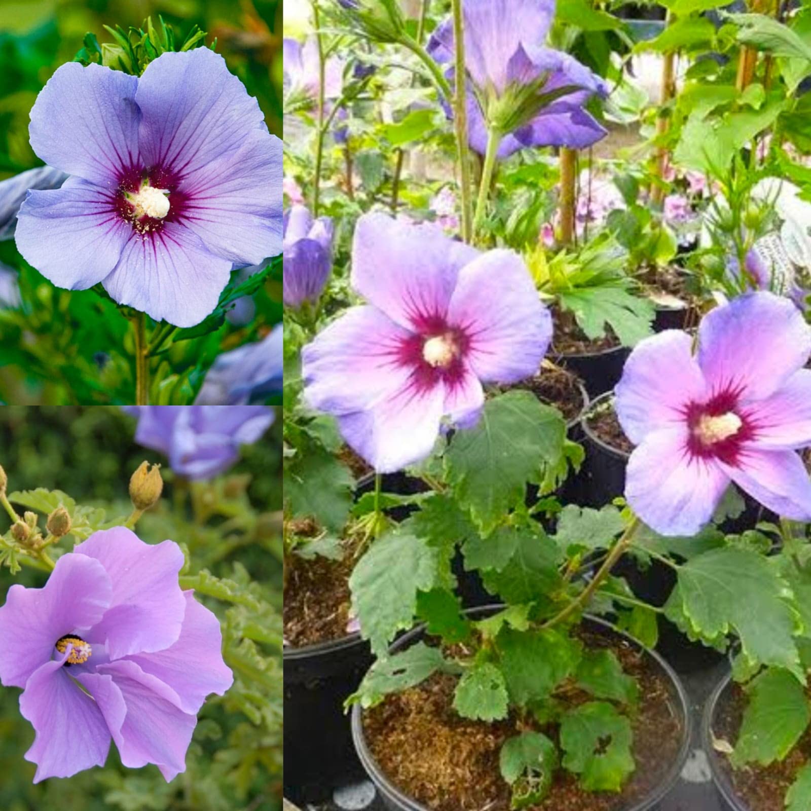 Blue White Hibiscus Flower seeds for Planting Sun Loving Heirloom & GMO Free Seeds for Home Garden 
 
 Sale