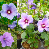 Blue White Hibiscus Flower seeds for Planting Sun Loving Heirloom & GMO Free Seeds for Home Garden 
 
 Sale