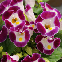 Wishbone Mixed Flower Seeds for Planting in Flower Bed and Garden