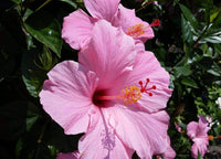 Hibiscus 24 Kinds Pink Senensis Seeds