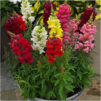 Mixed Snapdragon Flower seeds for Planting - Seasonal Bloomer, Heirloom & GMO Free Seeds for Home Garden