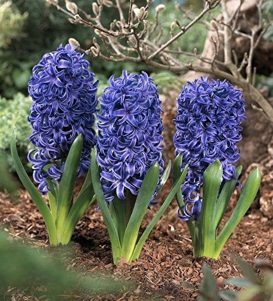 Deep Blue Hyacinth Flower seeds for Planting Sun Loving Heirloom & GMO Free Seeds for Home Garden
 
 Sale