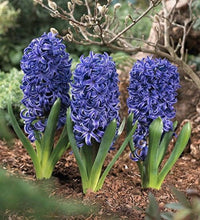 Deep Blue Hyacinth Flower seeds for Planting Sun Loving Heirloom & GMO Free Seeds for Home Garden
 
 Sale