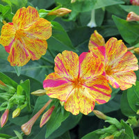 Yellow Red Mirabilis Flower Seeds Flower seeds for Planting Pollinator Friendly Heirloom & GMO Free Seeds for Home Garden