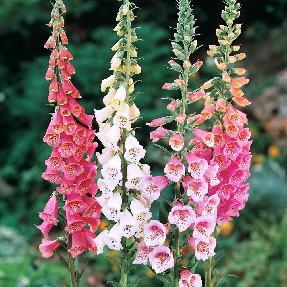 Pink Climbing Foxglove Flower seeds for Planting - Easy to Grow, Heirloom & GMO Free Seeds for Home Garden