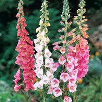 Pink Climbing Foxglove Flower seeds for Planting - Easy to Grow, Heirloom & GMO Free Seeds for Home Garden