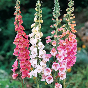 Pink Climbing Foxglove Flower seeds for Planting - Easy to Grow, Heirloom & GMO Free Seeds for Home Garden