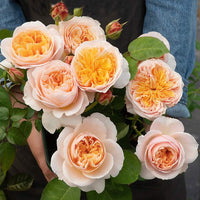 Juliet Flower Planting Seeds for Vibrant Blooms - Perfect for Your Garden