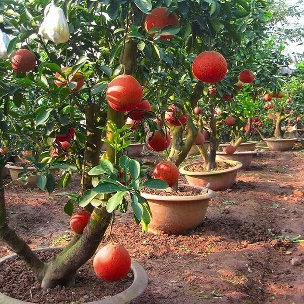 Red Lemon Fruit Seeds for Planting - Dark Red Variety for Your Garden