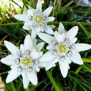 White Leontopodium Flower seeds for Planting - Hardy Variety, Heirloom & GMO Free Seeds for Home Garden