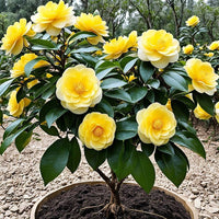 Camellia Light Yellow Flower seeds for Planting - Cut Flower Favorite, Heirloom & GMO Free Seeds for Home Garden