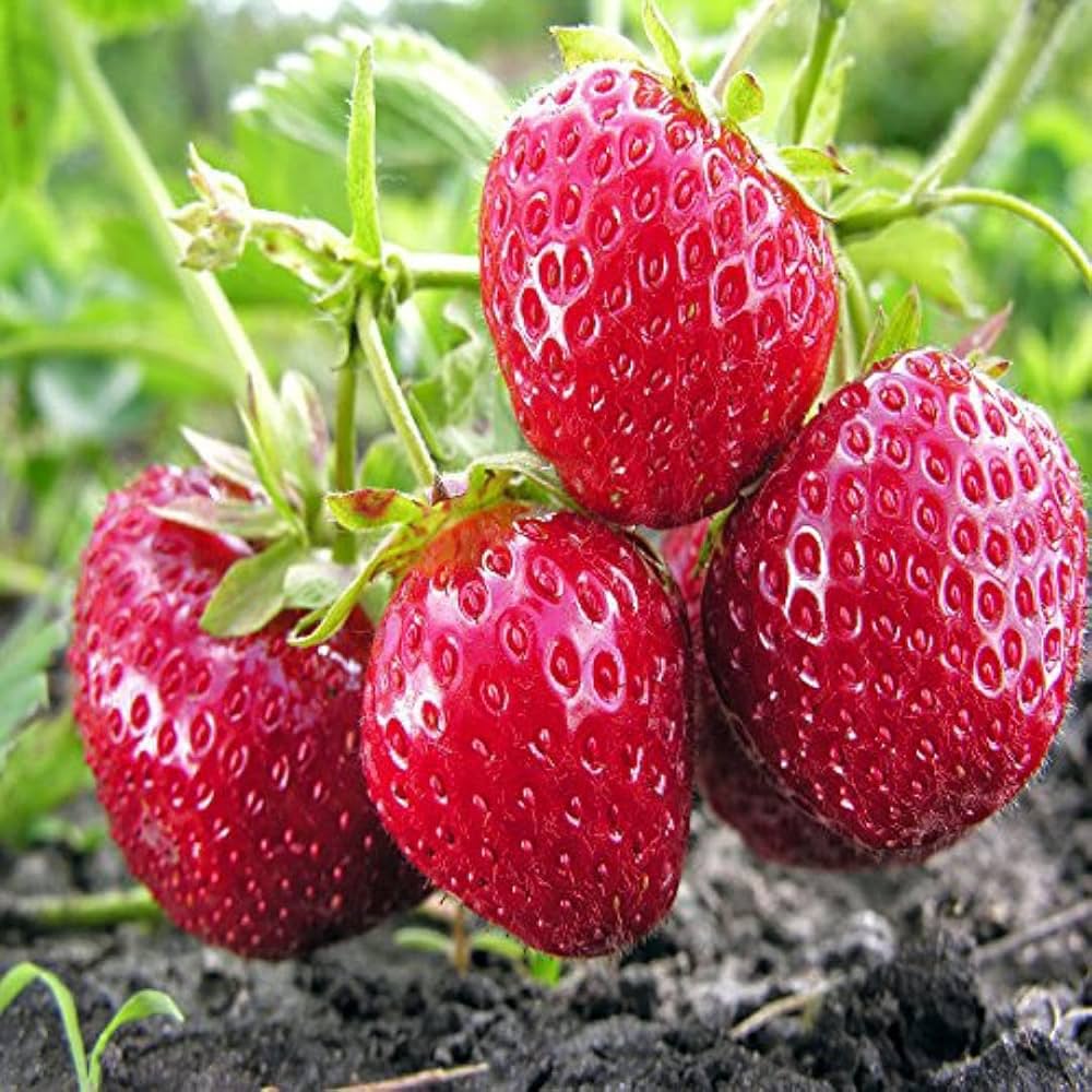 Strawberry Fruit Seeds Burgundy for Planting: High-Quality Seeds for Delicious Homegrown Strawberries
