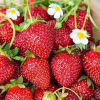 Strawberry Planting Seeds for Lush Garden Fruits - Easy to Grow