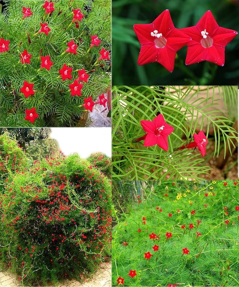 Fern Red Flower Planting Seeds  Vibrant Perennial Flowers for Your Garden