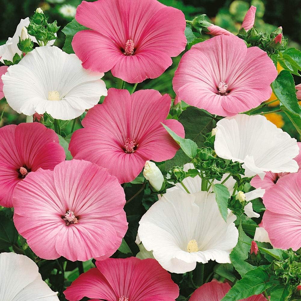 Heirloom Rose Mallow Flower seeds for Planting Pollinator Friendly Heirloom & GMO Free Seeds for Home Garden