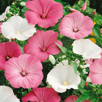 Heirloom Rose Mallow Flower seeds for Planting Pollinator Friendly Heirloom & GMO Free Seeds for Home Garden