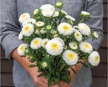 White Green China Aster Flower Seeds for Planting Garden Favorite Heirloom & GMO Free Seeds for Home Garden
 
 Sale