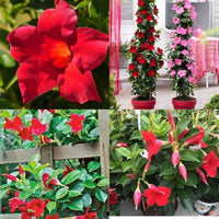 Dipladenia Flower seeds for Planting - Pollinator Friendly, Heirloom & GMO Free Seeds for Home Garden