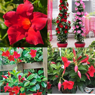 100 Pcs