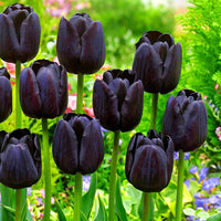 Black Tulip Flower seeds for Planting - Cottage Garden Essential, Heirloom & GMO Free Seeds for Home Garden