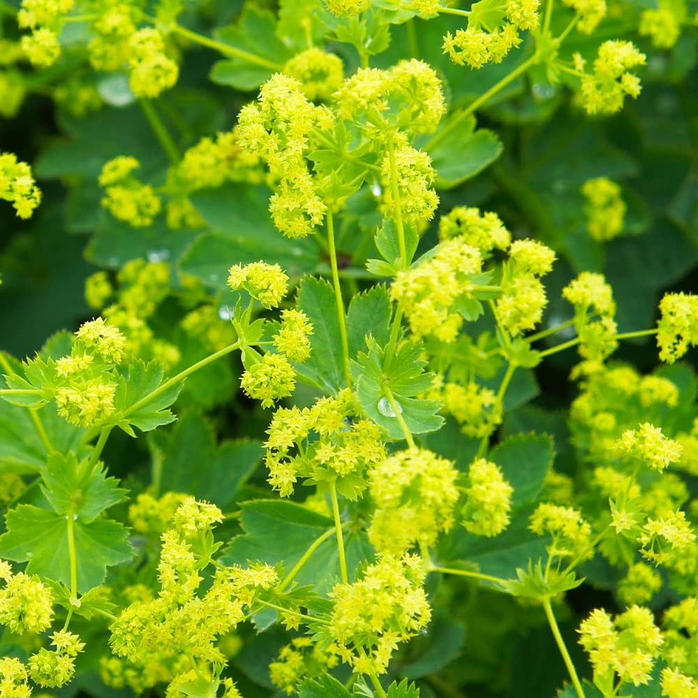 Planting Guide for Achemilla Mollis Seeds