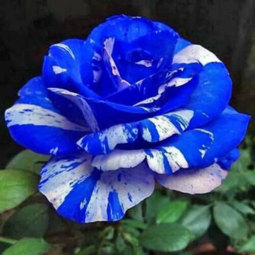 Rose Seeds for Planting  Create a Beautiful Rose Garden