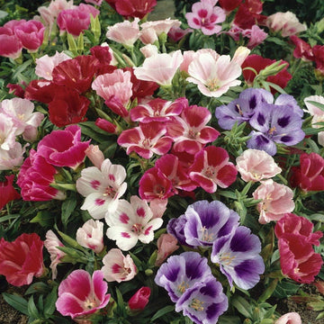 Azalea Flower Seeds Mix Flower seeds for Planting Low Maintenance Heirloom & GMO Free Seeds for Home Garden
 
 Sale seeds for home garden planting
