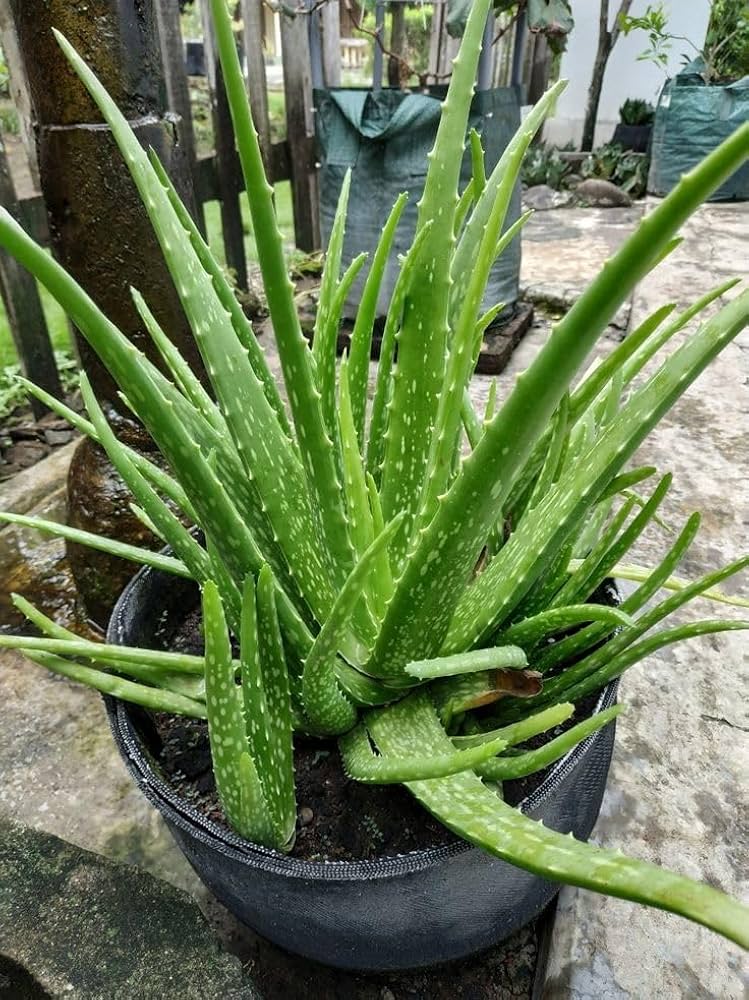 Light Green Aloe Vera Flower seeds for Planting - Low Maintenance, Heirloom & GMO Free Seeds for Home Garden
