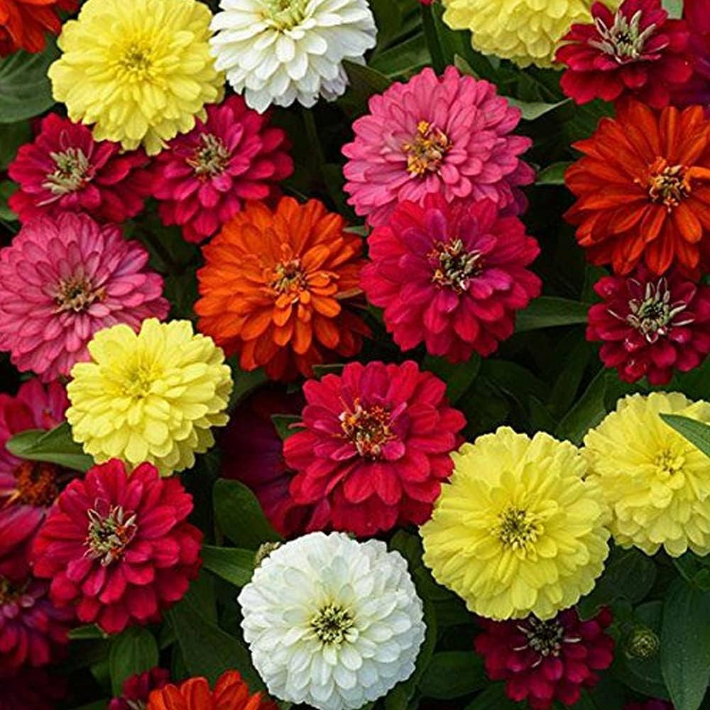 Pastel Mix Zinnia Flower seeds for Planting Long Bloom Season Heirloom & GMO Free Seeds for Home Garden 
 
 Sale