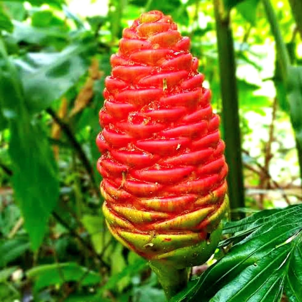 Costus Flower seeds for Planting Garden Favorite Heirloom & GMO Free Seeds for Home Garden